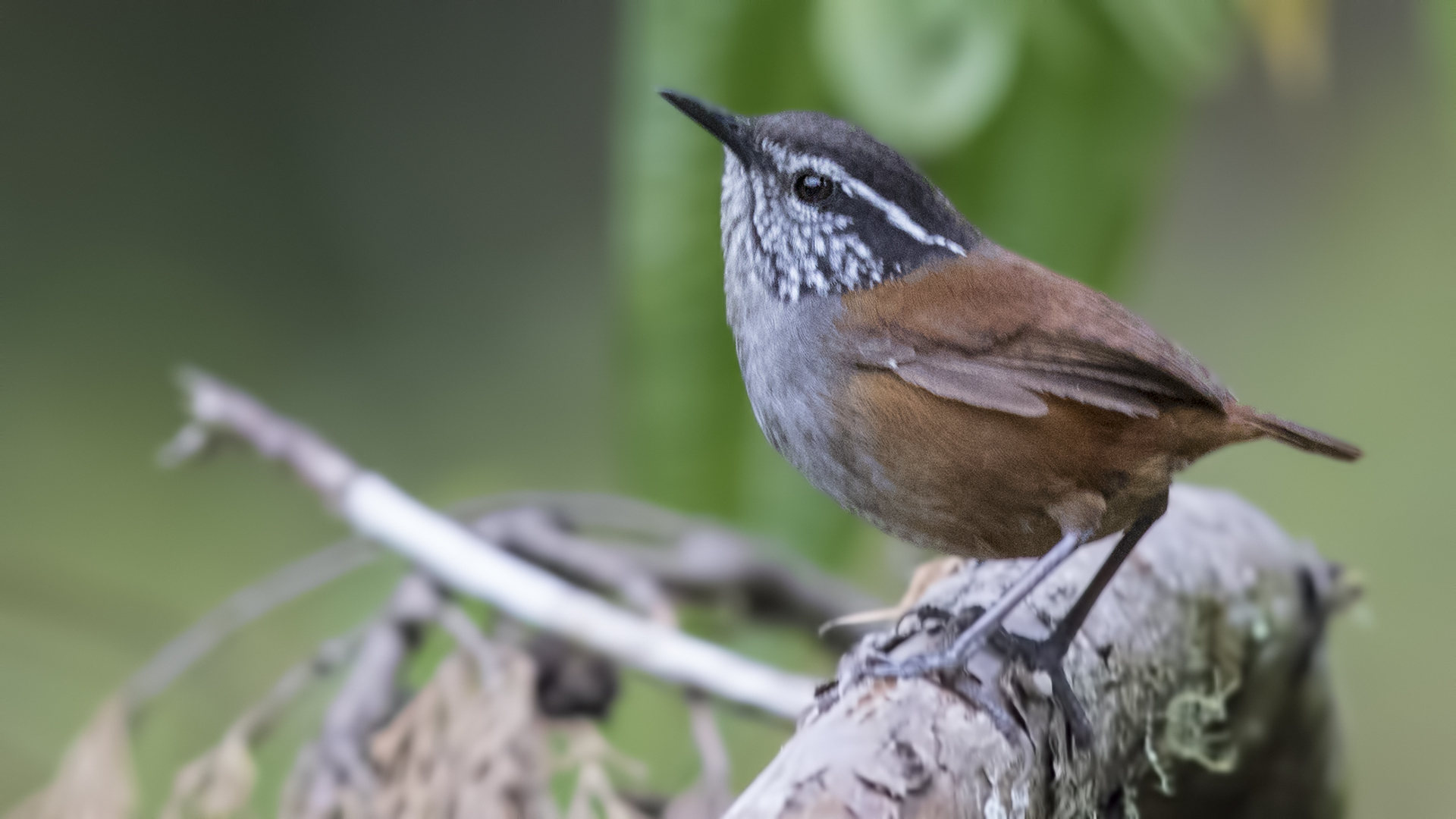 Gray-breasted Wood-Wren